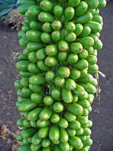utils/thumbs/Asparagaceae/Agave_63WaGTdXrK87mc2RiHYDm2.JPG