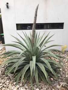 Agave weberi