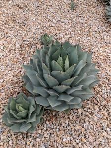 Agave potatorum