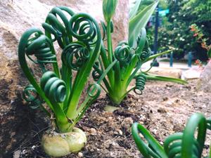 Albuca spiralis