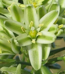 utils/thumbs/Asparagaceae/Albuca_nXKqifDq3c8aBm8ufguWV7.jpg