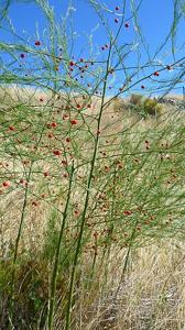 utils/thumbs/Asparagaceae/Asparagus_RzZev88437wJ6xw7SGgoRt.jpg