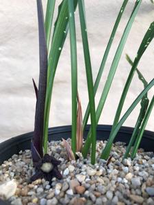 Aspidistra longifolia