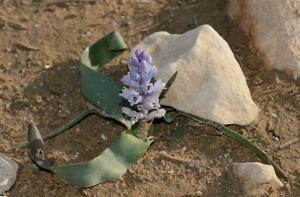 Bellevalia desertorum