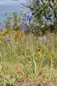 Camassia quamash subsp. maxima