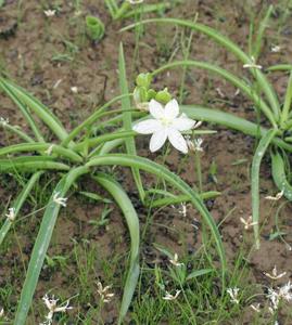 utils/thumbs/Asparagaceae/Chlorophytum_EqQCfBiALUTMnveA9qpdPW.jpg