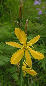 utils/thumbs/Asparagaceae/Echeandia_Gvbk5JVzkTq7GdbJZrGrpe.jpg