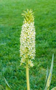 Eucomis pallidiflora