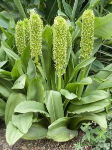 Eucomis pallidiflora