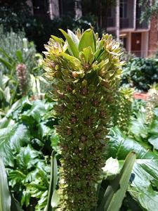 Eucomis comosa