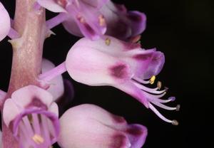 Lachenalia pustulata