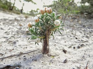 Laxmannia brachyphylla