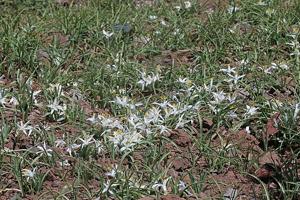 Leucocrinum montanum