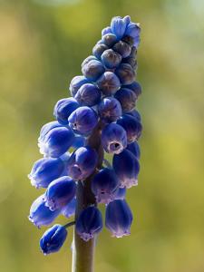 Muscari botryoides