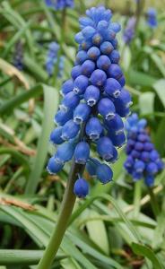 Muscari neglectum
