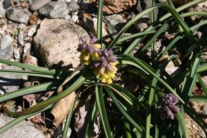 Muscari macrocarpum