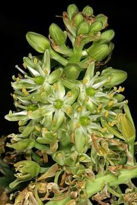 Ornithogalum xanthochlorum