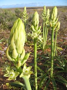 Ornithogalum xanthochlorum