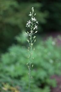 Ornithogalum pyrenaicum