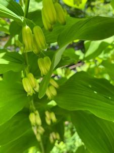 utils/thumbs/Asparagaceae/Polygonatum_SCTr6yjJGrte7y977kVQMK.jpg