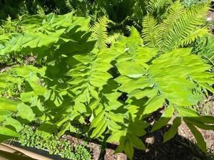 Polygonatum multiflorum