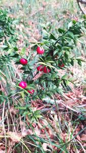 Ruscus aculeatus