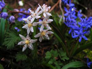 Scilla bifolia