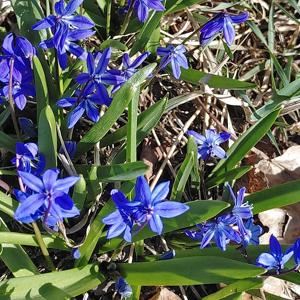 Scilla siberica
