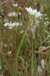 Triteleia hyacinthina