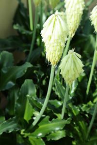 utils/thumbs/Asparagaceae/Veltheimia_Vc9REFwWDBzVZ9iSqTCKNb.jpg