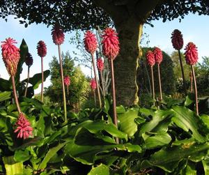 Veltheimia bracteata