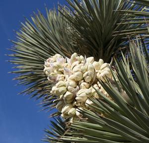 utils/thumbs/Asparagaceae/Yucca_CpNiR29Bx9bRETgeFkiSTF.jpg