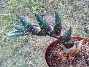 Aloe arenicola