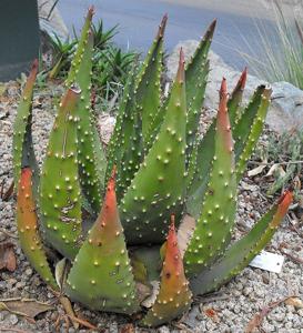 Aloe aculeata