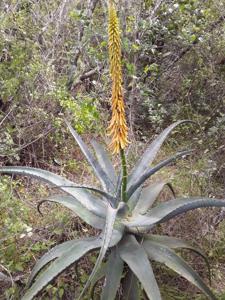 Aloe africana