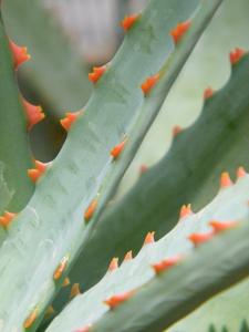Aloe perryi