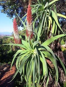 Aloe speciosa