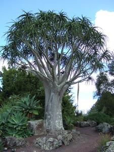 Aloidendron barberae
