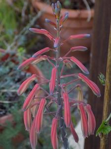 utils/thumbs/Asphodelaceae/Aristaloe_DkRzK6dKCMy7SE5hUZf2Vf.jpg