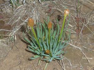 Bulbine narcissifolia