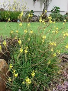 Bulbine frutescens