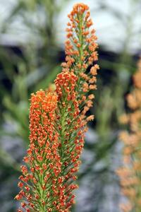 Bulbinella latifolia subsp. doleritica