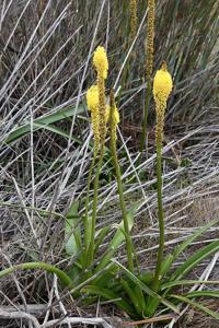 Bulbinella latifolia subsp. latifolia