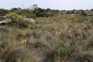 Bulbinella latifolia subsp. latifolia