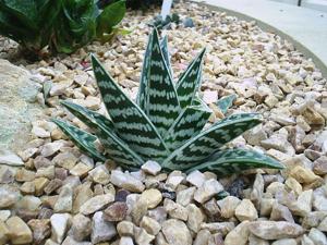 Gonialoe variegata