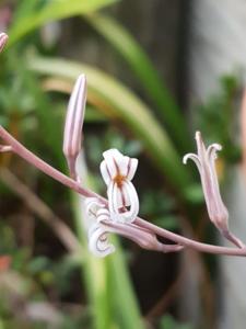 Haworthiopsis attenuata