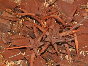 Haworthiopsis tessellata