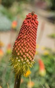 Kniphofia northiae