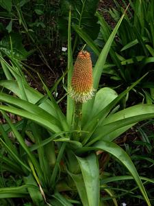 Kniphofia northiae