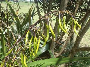 utils/thumbs/Asphodelaceae/Phormium_A97PuTJvNzTD5FGDjPikM2.jpg